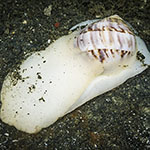 Mammilla simiae